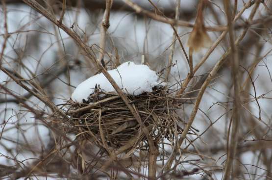 Sotto la neve? Pane!